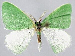 Synchlora faseolaria