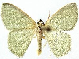 Chloropteryx paularia