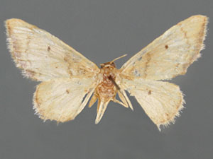 Idaea miranda