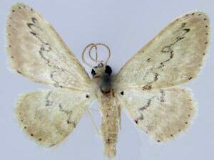 Idaea hilliata