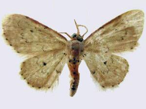 Idaea micropterata