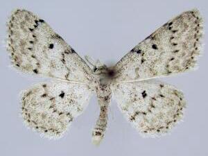 Idaea ostentaria