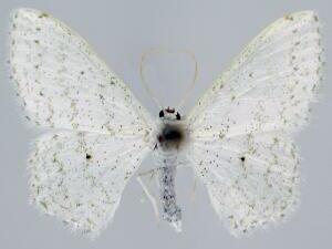 Idaea tacturata