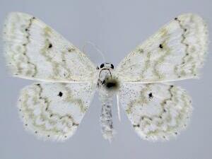 Idaea obfusaria