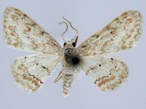 Idaea retractaria