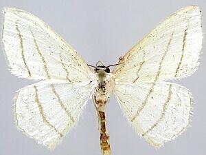 Scopula ordinata