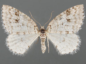 Nomenia obsoleta