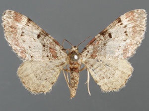 Eupithecia columbrata