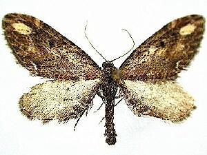 Eupithecia subapicata