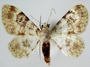 Eupithecia albida