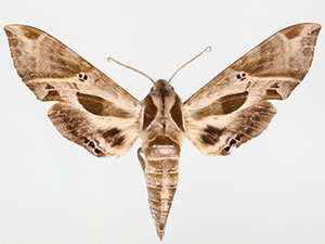 Eumorpha intermedia