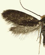 Cauchas dietziella