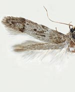 Blastobasis pulchella