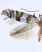 Argyresthia annettella