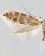 Argyresthia aureoargentella