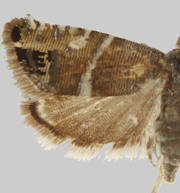 Ephippiphora boulderana