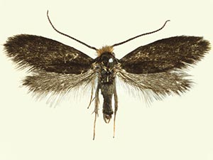 Cauchas dietziella