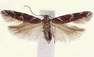 Aristotelia eldorada