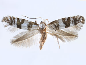 Argyresthia annettella