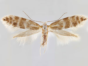 Argyresthia aureoargentella