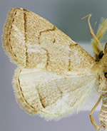 Zanclognatha cruralis