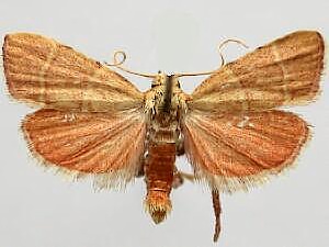 Parachma ochracealis