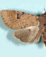 Orthosia flaviannula