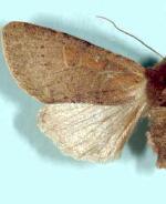 Orthosia flaviannula