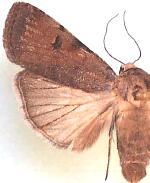 Anicla espoetia