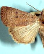 Abagrotis alcandola