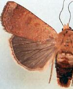 Abagrotis mexicana