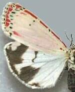 Utetheisa ornatrix