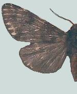 Alexicles aspersa