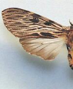 Calidota laqueata