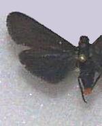 Pygoctenucha terminalis