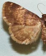 Idia lubricalis