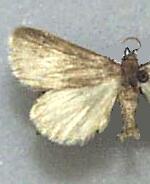 Idia parvulalis