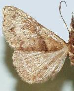 Renia rigida