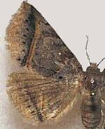 Celiptera valina