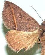 Argyrostrotis flavistriaria