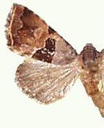 Cobubatha lixiva