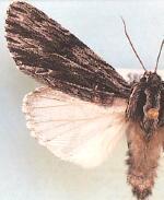 Acronicta edolata