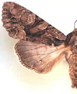 Apamea unita