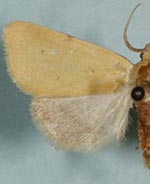 Azenia edentata