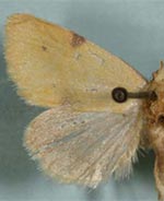 Azenia edentata