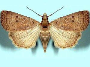 Abagrotis alcandola