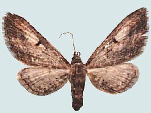 Eupithecia classicata