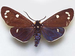 Gnophaela clappiana