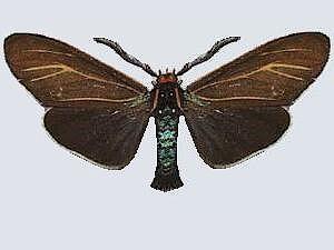 Ctenucha cressonana