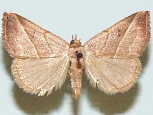 Oxycilla ondo